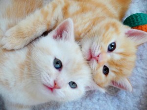 Серебристый мраморный табби окрас британских кошек: фото галерея, стандарт породы, виды окрасов. Серебристые мраморные табби британские кошки, коты, котята. Британцы серебристые мраморные табби (мрамор на серебре). 