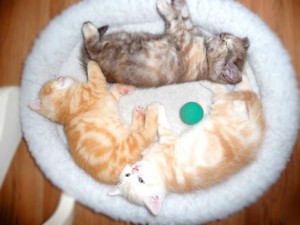 Серебристый мраморный табби окрас британских кошек: фото галерея, стандарт породы, виды окрасов. Серебристые мраморные табби британские кошки, коты, котята. Британцы серебристые мраморные табби (мрамор на серебре).     