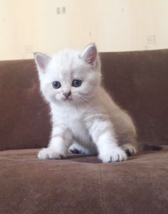 Британский котенок серебристый пойнт с голубыми глазами Leonardo Olimpia Marble (Леонардо)     