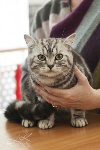 Вязка британского кота серебристого черного мраморного с зелеными глазами CH. Odin Gentle Fur