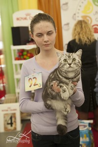 Вязка британского кота серебристого черного мраморного с зелеными глазами CH. Odin Gentle Fur