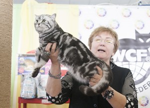 Вязка британского кота серебристого черного мраморного с зелеными глазами CH. Odin Gentle Fur