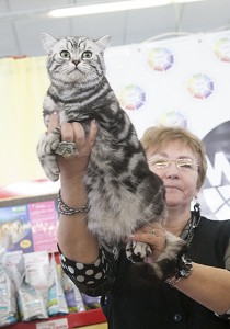 Вязка британского кота серебристого черного мраморного с зелеными глазами CH. Odin Gentle Fur