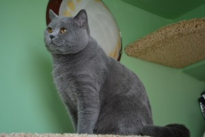 Вязка британского кота голубого окраса Orley O’Casey of Noble Birth