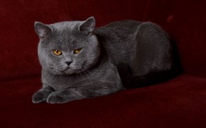 Вязка британского кота голубого окраса Orley O’Casey of Noble Birth