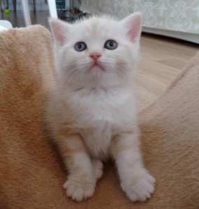 Серебристый мраморный табби окрас британских кошек: фото галерея, стандарт породы, виды окрасов. Серебристые мраморные табби британские кошки, коты, котята. Британцы серебристые мраморные табби (мрамор на серебре).  