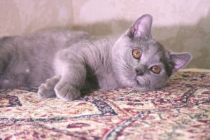 Британские голубые котята Pruss