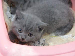 Британские голубые котята Pruss