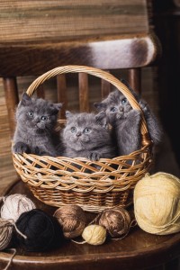Котенок британец. Котенок голубой британец. Голубые британские котята. Котята голубого окраса              