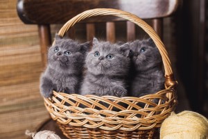 Котенок британец. Котенок голубой британец. Голубые британские котята. Котята голубого окраса              