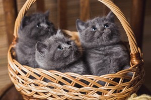 Котенок британец. Котенок голубой британец. Голубые британские котята. Котята голубого окраса              