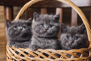 Котенок британец. Котенок голубой британец. Голубые британские котята. Котята голубого окраса              