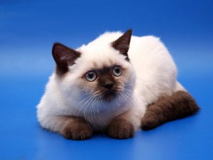 Шоколадный-пойнт окрасы британских кошек: фото, стандарт породы. Шоколадный-пойнт британские кошки, коты, котята: фото. Британцы шоколад-пойнт: стандарт окраса (британцы шоколад пойнт, шоколадный поинт: британские котята, коты, кошки)