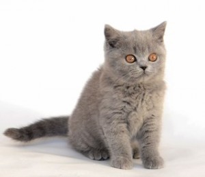 Котенок британец. Котенок голубой британец. Голубые британские котята. Котята голубого окраса              