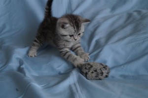 Британские котята вискас и колор-пойнт: фото галерея окрасов     
