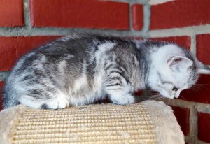 Британский котенок вискас. Британец серебристый мраморный (черный мрамор на серебре)