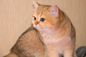 Британский котенок золотого окраса шиншилла (золотой британец)    