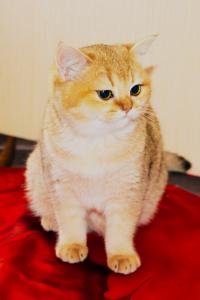 Британский котенок золотого окраса шиншилла (золотой британец) 